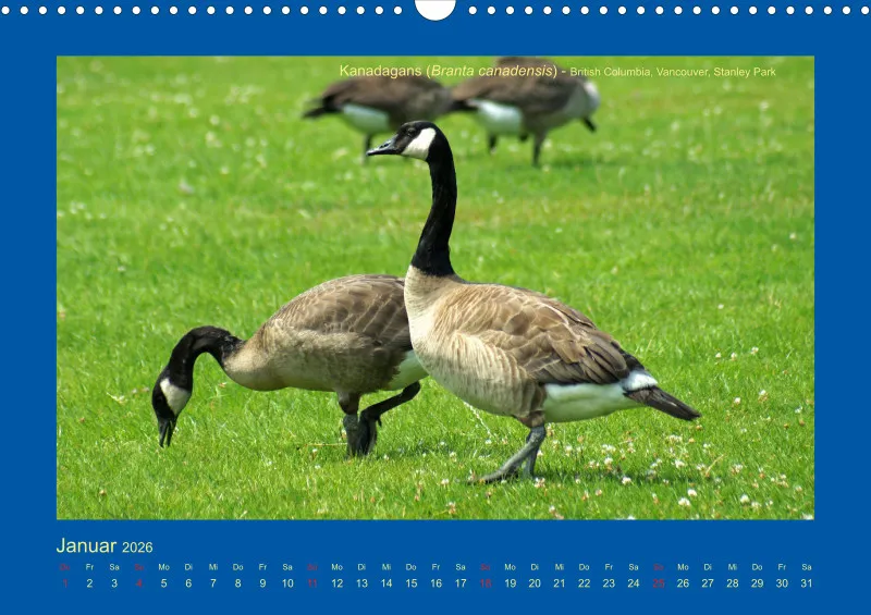 Birdwatching - Kanada