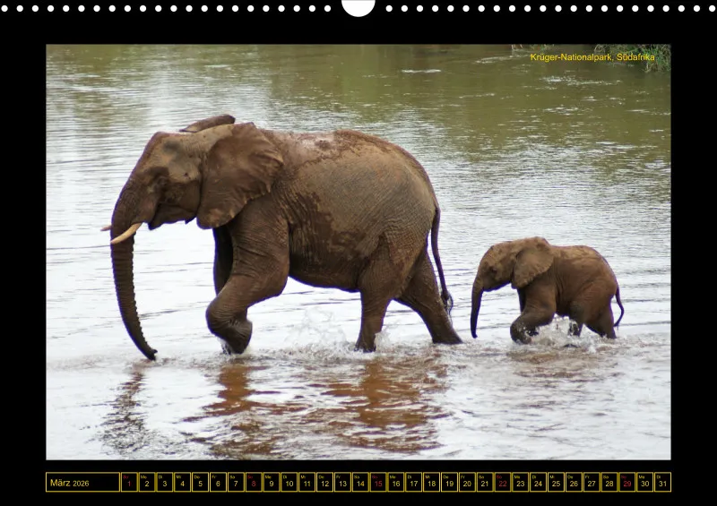 Frantis Safari - Afrikanische Elefanten - groß