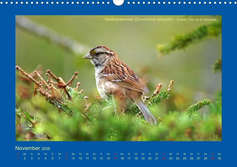 Birdwatching - Kanada