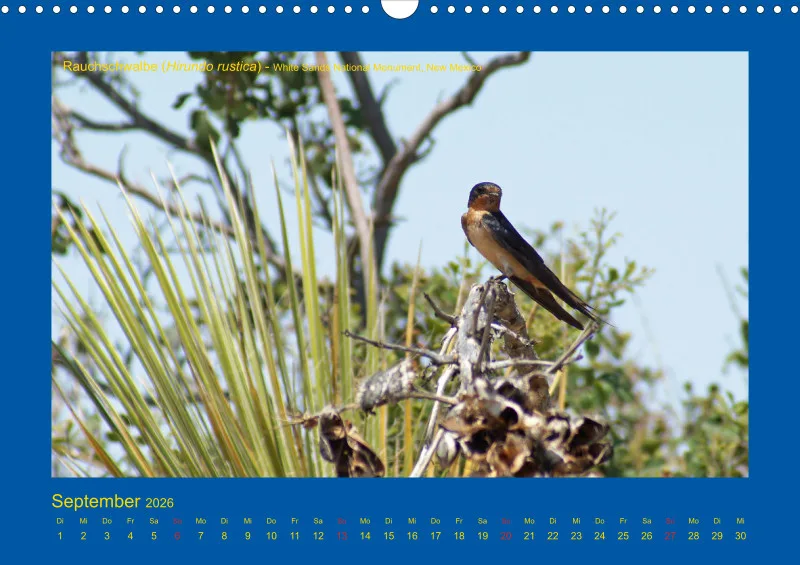 Birdwatching - USA - Südwesten