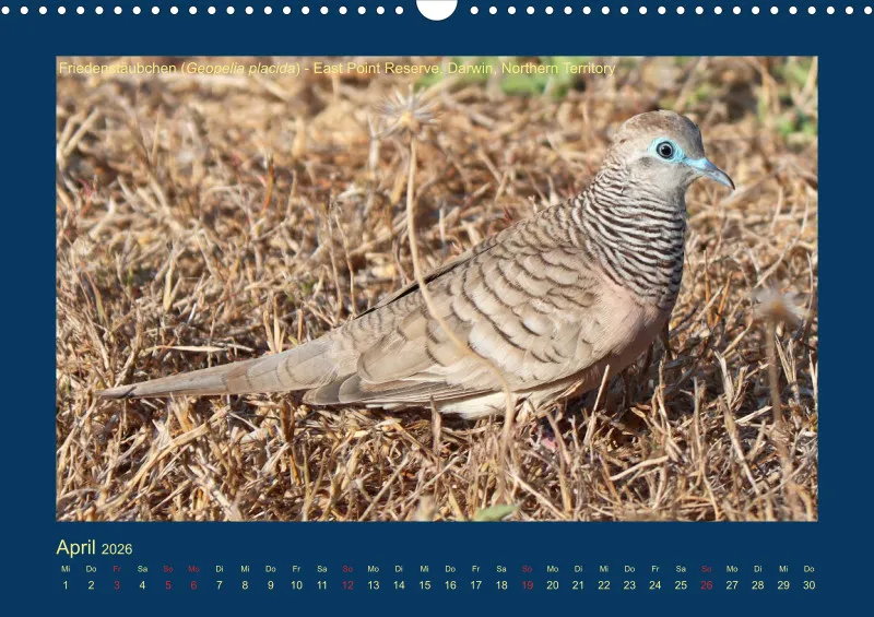 Birdwatching - Australien - Kleine Vögel