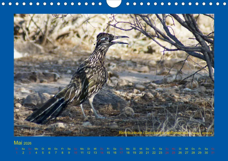 Birdwatching - USA - Südwesten - klein