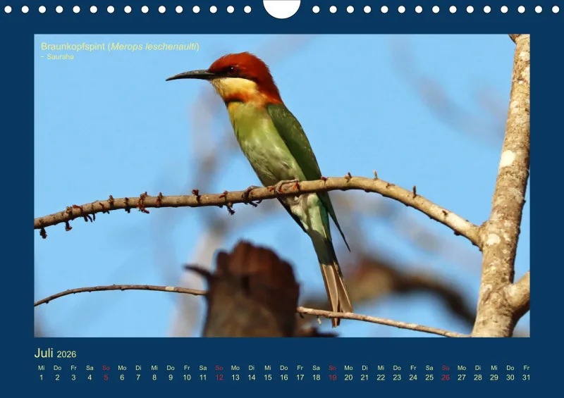 Birdwatching - Nepal