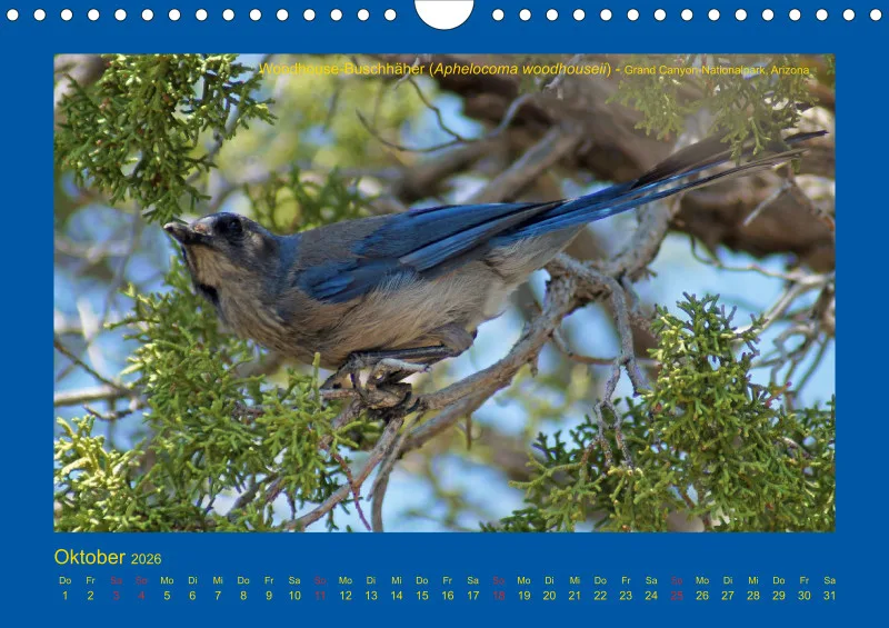 Birdwatching - USA - Südwesten - klein