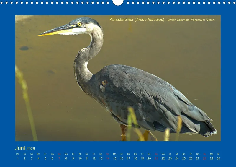 Birdwatching - Kanada