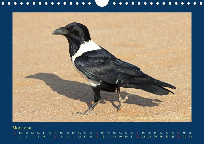 Birdwatching - Namibia - klein