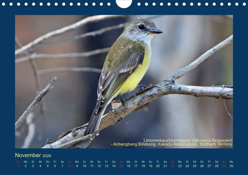 Birdwatching - Australien - Kleine Vögel - klein