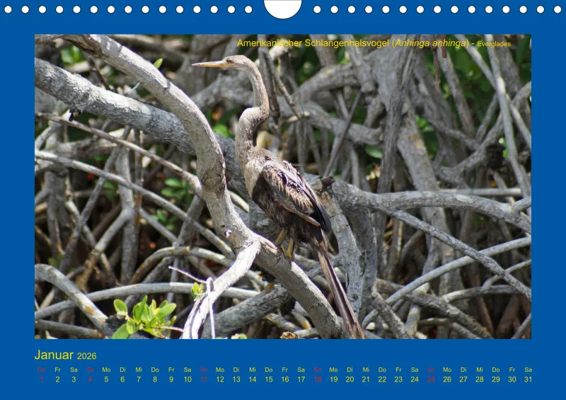 Birdwatching - USA - Florida - klein