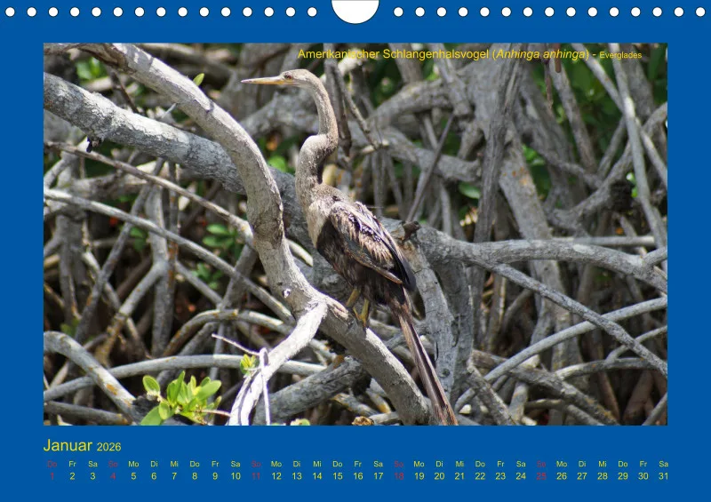 Birdwatching - USA - Florida - klein