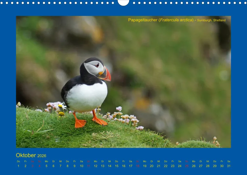 Birdwatching - Orkney- und Shetlandinseln