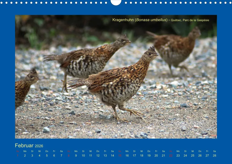 Birdwatching - Kanada