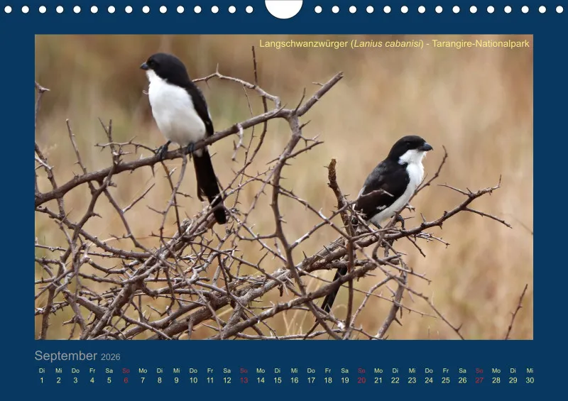 Birdwatching - Tansania - klein