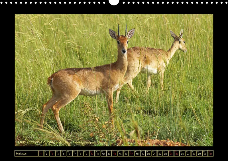 Frantis Safari - Antilopen