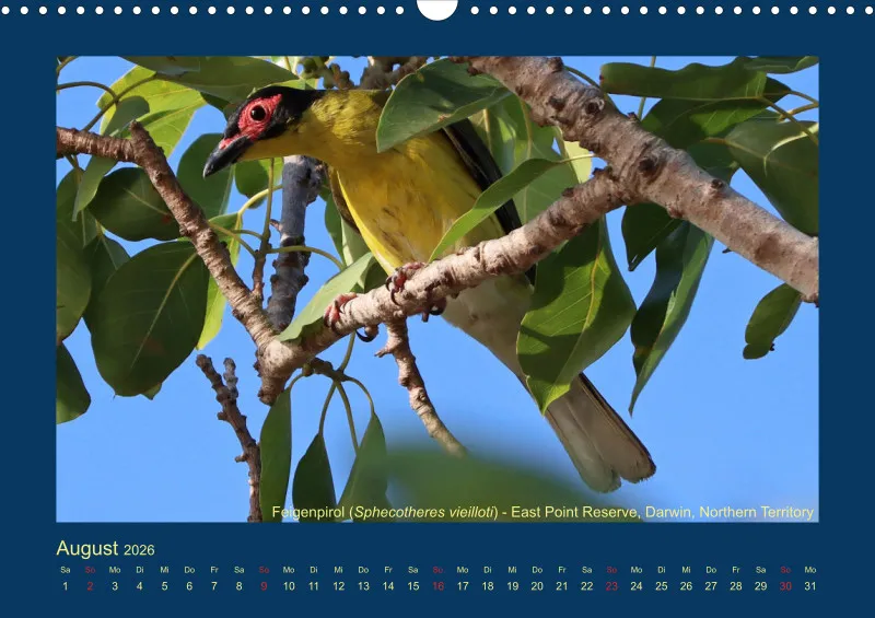 Birdwatching - Australien - Kleine Vögel
