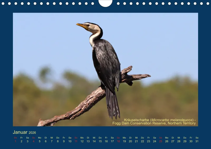 Birdwatching - Australien - Große Vögel - klein