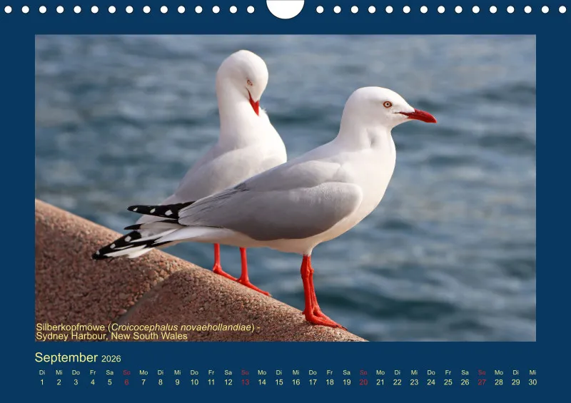 Birdwatching - Australien - Große Vögel - klein