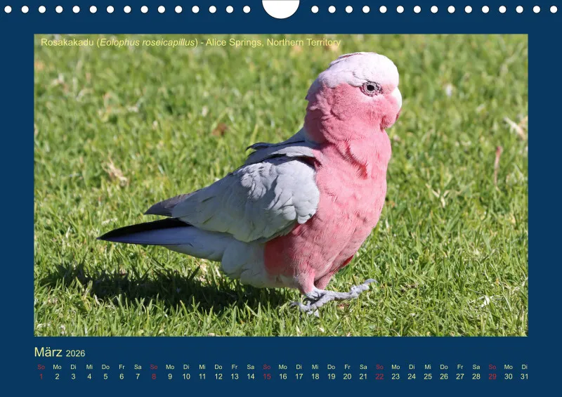 Birdwatching - Australien - Große Vögel - klein