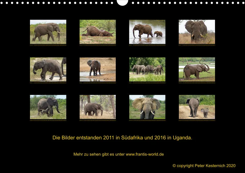 Frantis Safari - Afrikanische Elefanten - groß