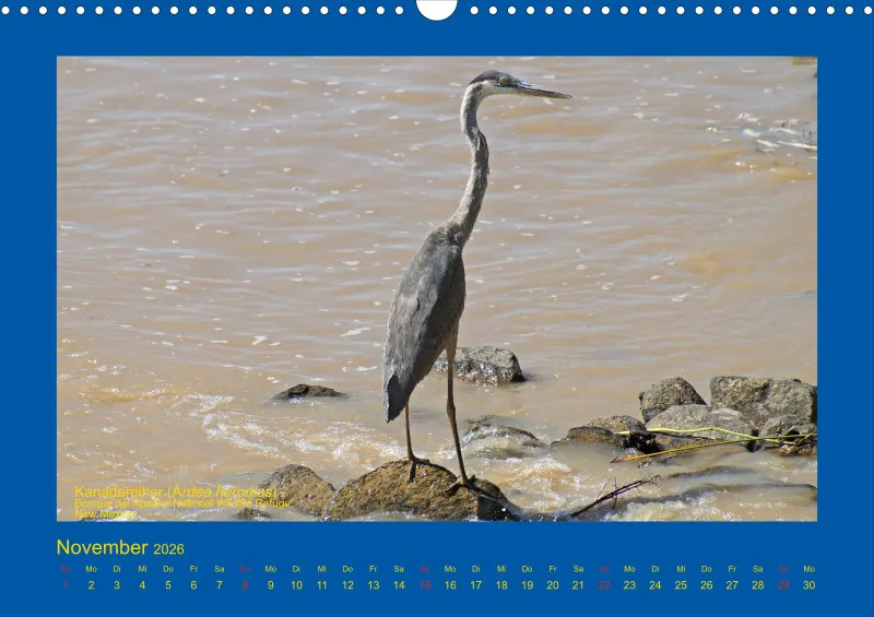 Birdwatching - USA - Südwesten