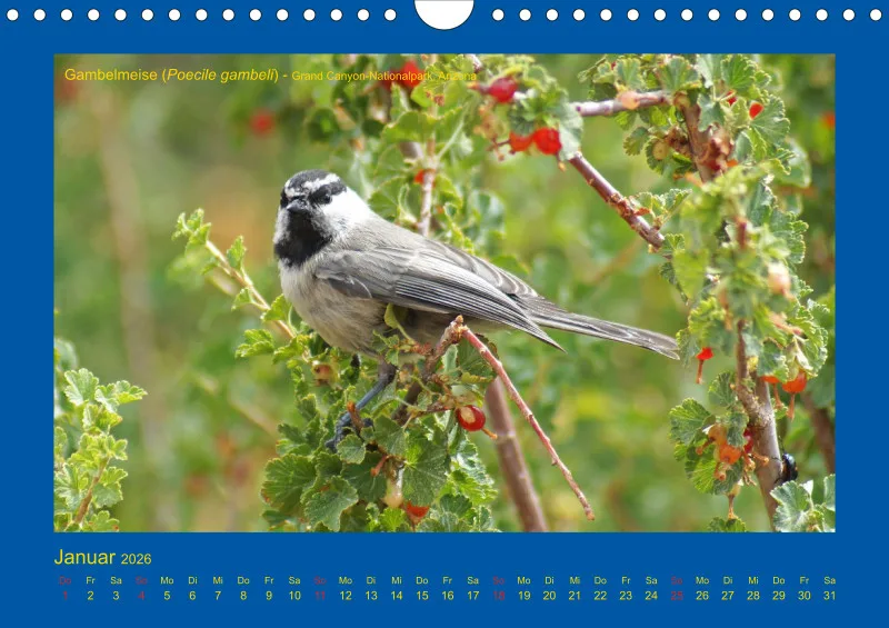 Birdwatching - USA - Südwesten - klein