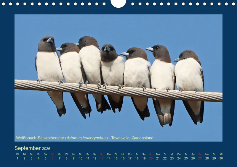 Birdwatching - Australien - Kleine Vögel - klein