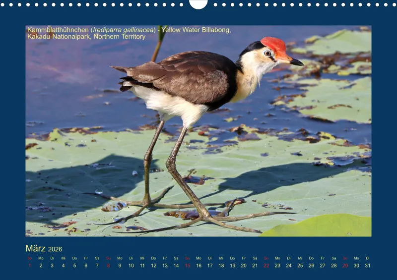 Birdwatching - Australien - Kleine Vögel