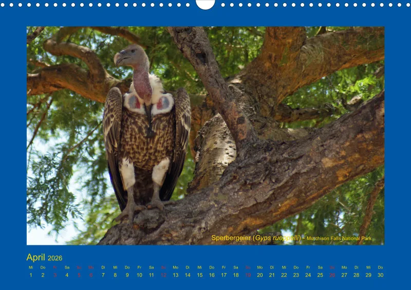 Birdwatching - Uganda