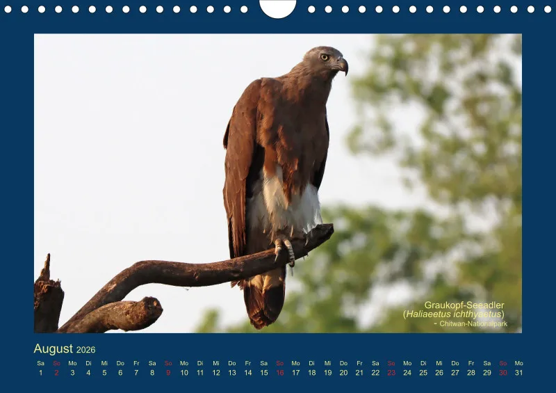 Birdwatching - Nepal