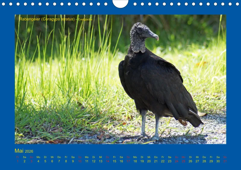 Birdwatching - USA - Florida - klein