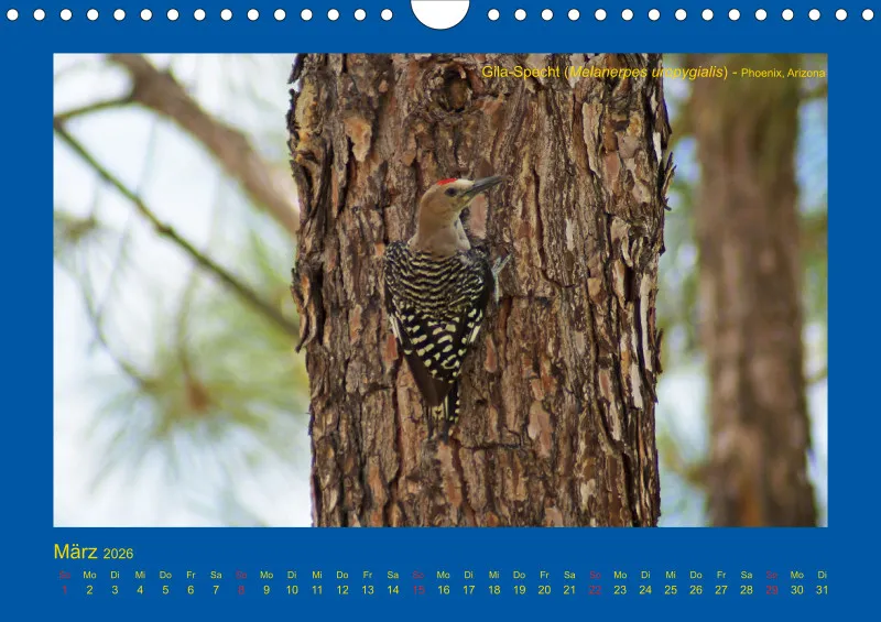 Birdwatching - USA - Südwesten - klein