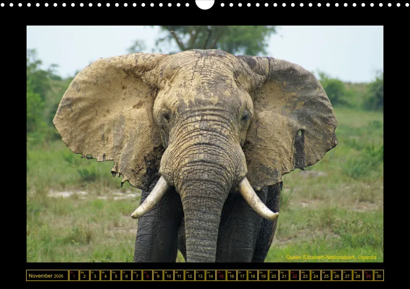 Frantis Safari - Afrikanische Elefanten - groß