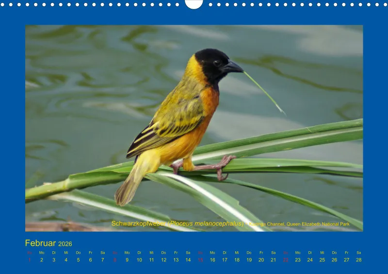 Birdwatching - Uganda