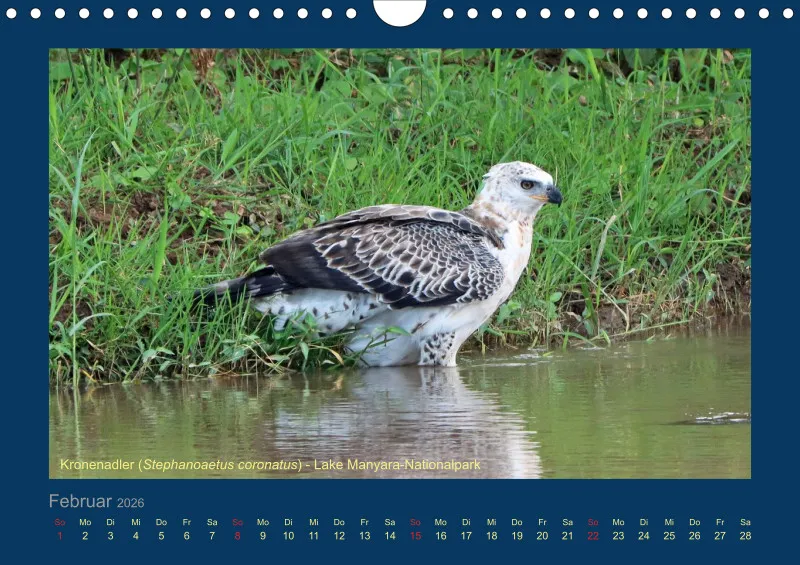 Birdwatching - Tansania - klein