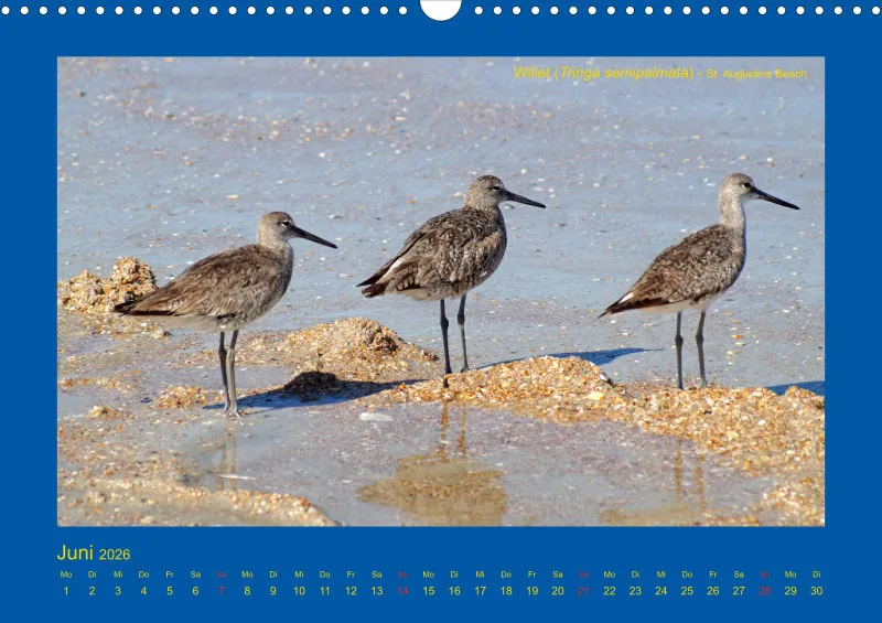 Birdwatching - USA - Florida