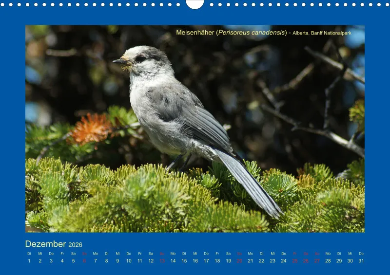 Birdwatching - Kanada