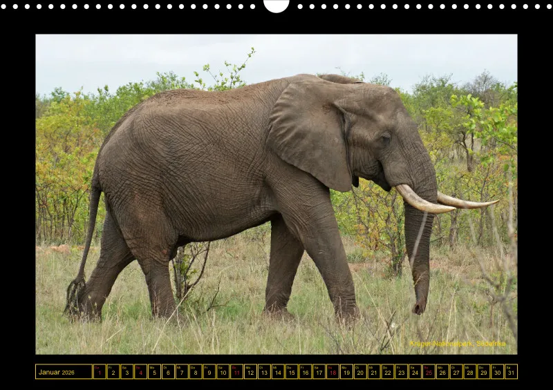 Frantis Safari - Afrikanische Elefanten - groß