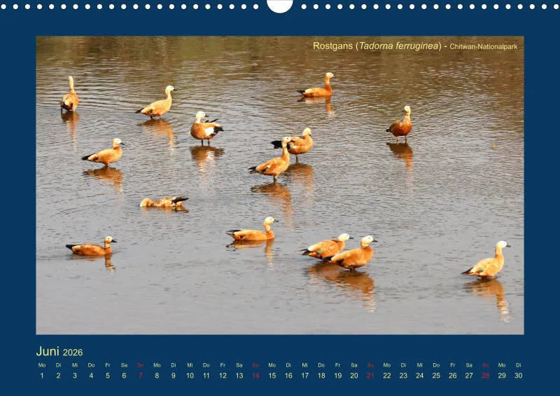 Birdwatching - Nepal