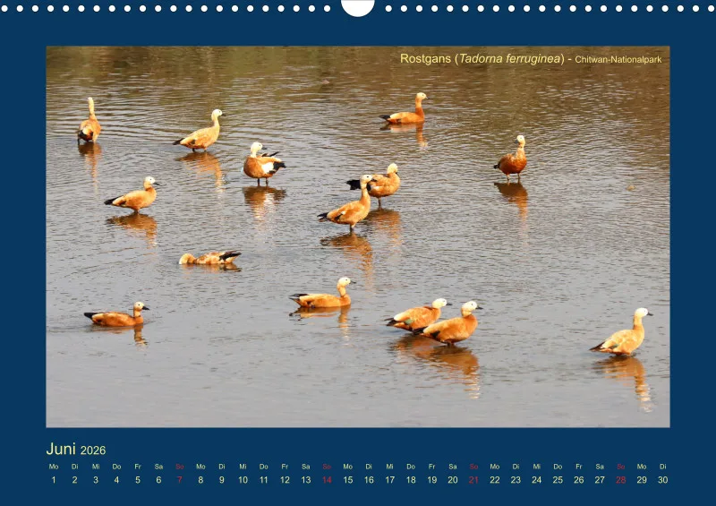 Birdwatching - Nepal