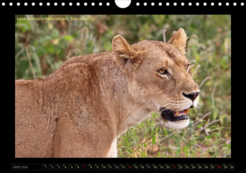 Frantis Safari - Löwen - klein