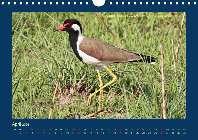 Birdwatching - Nepal