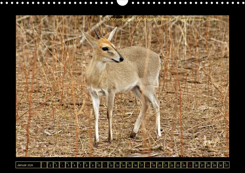 Frantis Safari - Antilopen