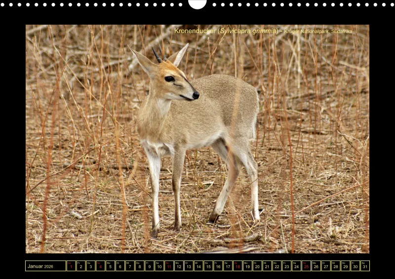 Frantis Safari - Antilopen