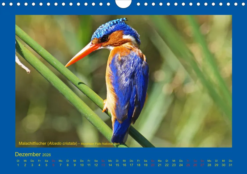 Birdwatching - Uganda - klein