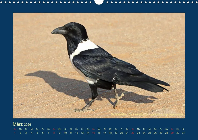 Birdwatching - Namibia