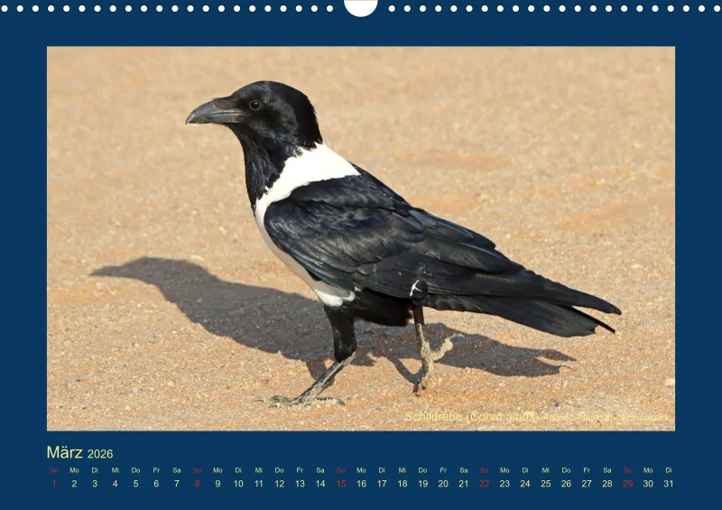 Birdwatching - Namibia