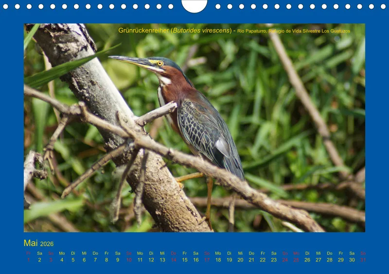Birdwatching - Nicaragua - klein