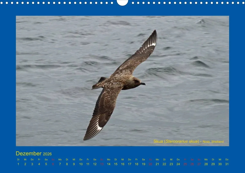 Birdwatching - Orkney- und Shetlandinseln