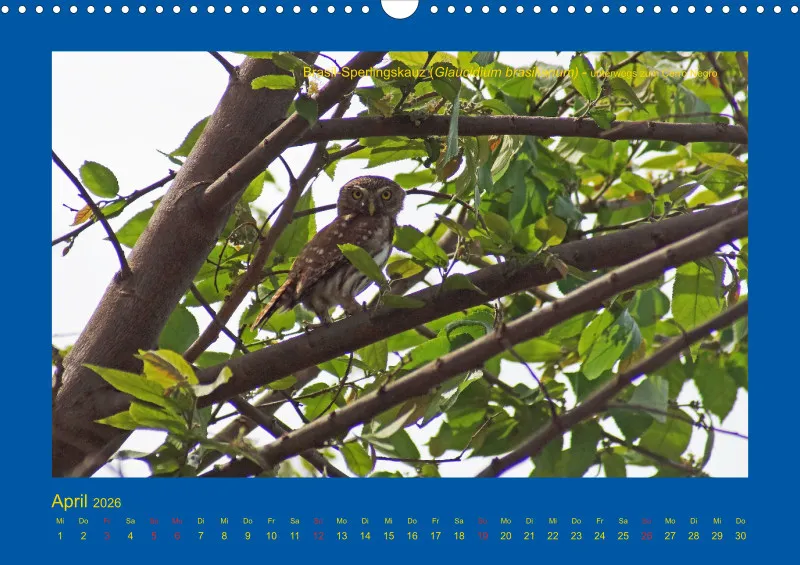 Birdwatching - Nicaragua