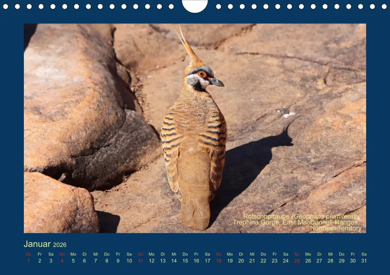 Birdwatching - Australien - Kleine Vögel - klein
