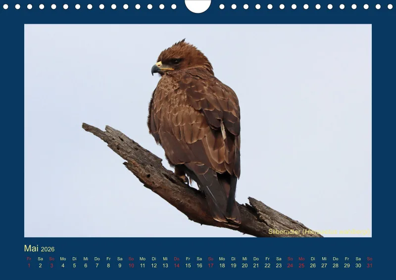 Birdwatching - Krüger-Nationalpark - klein